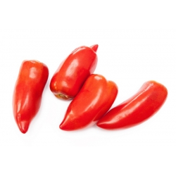 Pomidor Cornabel F1 - szklarniowy wysoki - 15 nasion