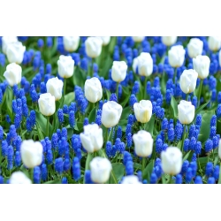 Biało-niebieska łąka - tulipan biały i szafirek armeński
