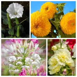 Mount Everest - zestaw 4 odmian nasion kwiatów