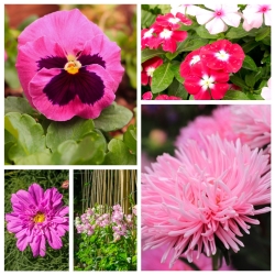 Pink Candy - zestaw 5 odmian nasion kwiatów