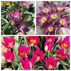 Tulipan botaniczny - zestaw odmian w odcieniach fioletu i różu - 30 szt.