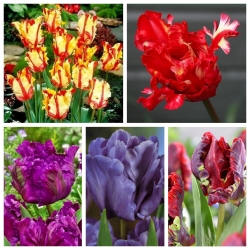 Tulipan papuzi - zestaw odmian w odcieniach czerwonego i fioletu - 50 szt.