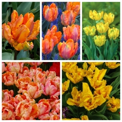 Tulipan papuzi - zestaw odmian w odcieniach żółtego i pomarańczowego - 50 szt.