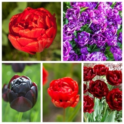 Tulipan pełny - zestaw odmian w odcieniach czerwonego i fioletu - 50 szt.