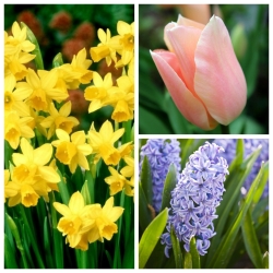 Wiosenna świeżość - zestaw trzech gatunków roślin - 52 szt.