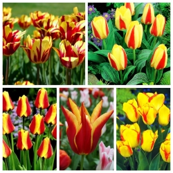 Zestaw tulipanów w kolorze żółto-czerwonym - 200 szt.