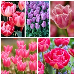 Zestaw tulipanów w odcieniach różu - 50 szt.