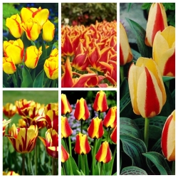Zestaw tulipanów w kolorze żółto-czerwonym - 50 szt.