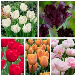 Zestaw tulipanów kwitnących najpóźniej - 5 odmian - 50 szt.