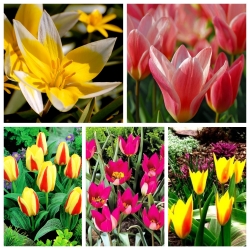 Zestaw tulipanów kwitnących najwcześniej - 5 odmian - 50 szt.