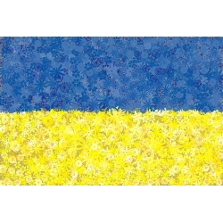 Ukraińska flaga - zestaw 2 odmian nasion kwiatów