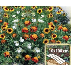 Słoneczna Rabatka - mieszanka kwiatów jednorocznych do skrzynek, na obwódki - Mata 10x100cm