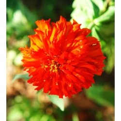 Cynia chryzantemowa Red Man - czerwona