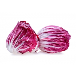 Cykoria sałatowa Rouge de Verone