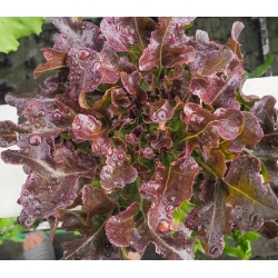 BIO Sałata liściowa - Red Salad Bowl - Certyfikowane nasiona ekologiczne
