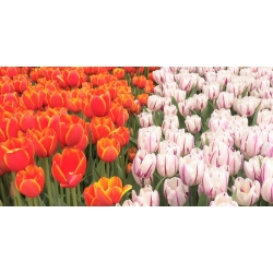 Zestaw 2 odmian tulipanów - 30 szt.
