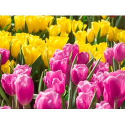 Zestaw tulipanów w kolorze różowym i żółtym - 50 szt.