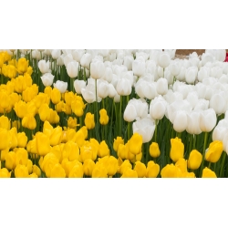Zestaw tulipanów w kolorach białym i żółtym - 50 szt.