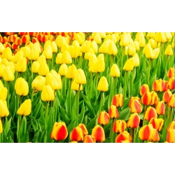Zestaw tulipanów - żółty i morelowy z żółtą obwódką - 50 szt.