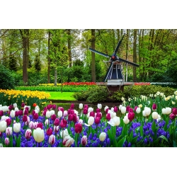 Zestaw tulipanów białych i różowych z szafirkiem niebieskim - 50 szt.