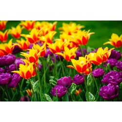 Zestaw tulipanów - pełny i liliokształtny - 40 szt.