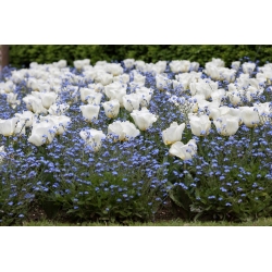 Tulipan biały i niezapominajka alpejska niebieska - zestaw cebulek i nasion