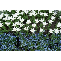 Tulipan liliokształtny biały i niezapominajka alpejska niebieska - zestaw cebulek i nasion