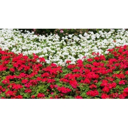 Pelargonia biała i czerwona - zestaw 2 odmian nasion kwiatów