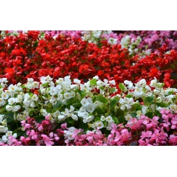 Begonia stale kwitnąca czerwona, różowa i biała - zestaw 3 odmian nasion kwiatów