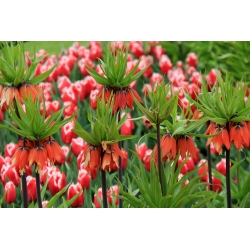 Zestaw - korona cesarska pomarańczowa i tulipan czerwono-biały - 18 szt.