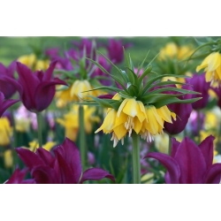 Zestaw - korona cesarska żółta i tulipan fioletowy - 18 szt.