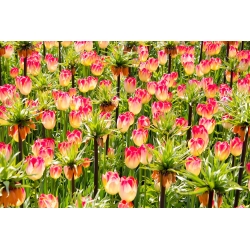 Zestaw - korona cesarska pomarańczowa i tulipan kremowo-różowy - 18 szt.