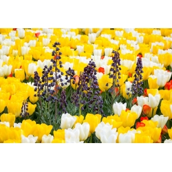 Zestaw - szachownica perska czarna i tulipany - biały, pomarańczowy i zółty - 18 szt.