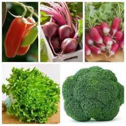 BIO warzywa - zestaw 1 - 5 gatunków nasion warzyw