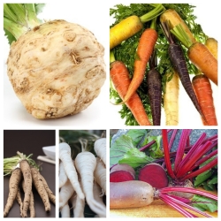 Warzywa korzeniowe - zestaw 2 - 5 gatunków nasion