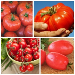 Pomidorowa fantazja - Zestaw 2 - 4 odmiany nasion