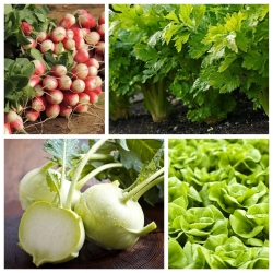 Warzywa do uprawy współrzędnej - Zestaw 5 - 4 gatunki nasion