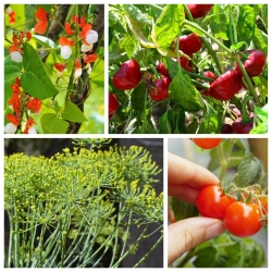Warzywa do uprawy w donicach - 4 gatunki nasion