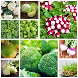 Warzywa krzyżowe - zestaw 10 gatunków nasion