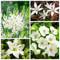 Kompozycja biała - zestaw 4 gatunków roślin - 50 szt.