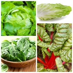 Warzywa liściowe - zestaw 2 - 4 gatunki nasion