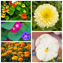 Zestaw kwiatów łatwych w uprawie - 5 gatunków nasion