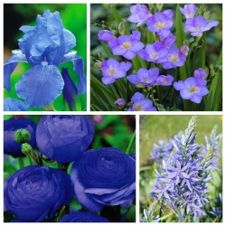 Kompozycja niebieska - zestaw 4 gatunków roślin - 65 szt.