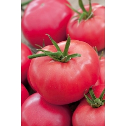 Pomidor Adonis - gruntowy malinowy
