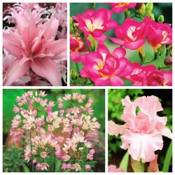 Kompozycja różowa - zestaw 4 gatunków roślin - 100 szt.