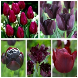 Zestaw tulipanów o ciemnych kwiatach - 50 szt.