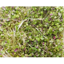 BIO Nasiona na kiełki - Gorczyca - Certyfikowane nasiona ekologiczne