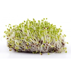 BIO Nasiona na kiełki - Gorczyca - Certyfikowane nasiona ekologiczne