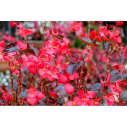 Begonia stale kwitnąca czerwona, czerwonolistna