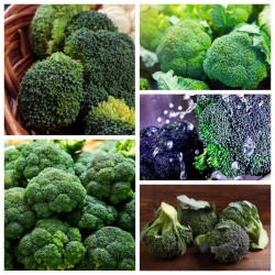 Brokuł - zestaw 5 odmian nasion warzyw